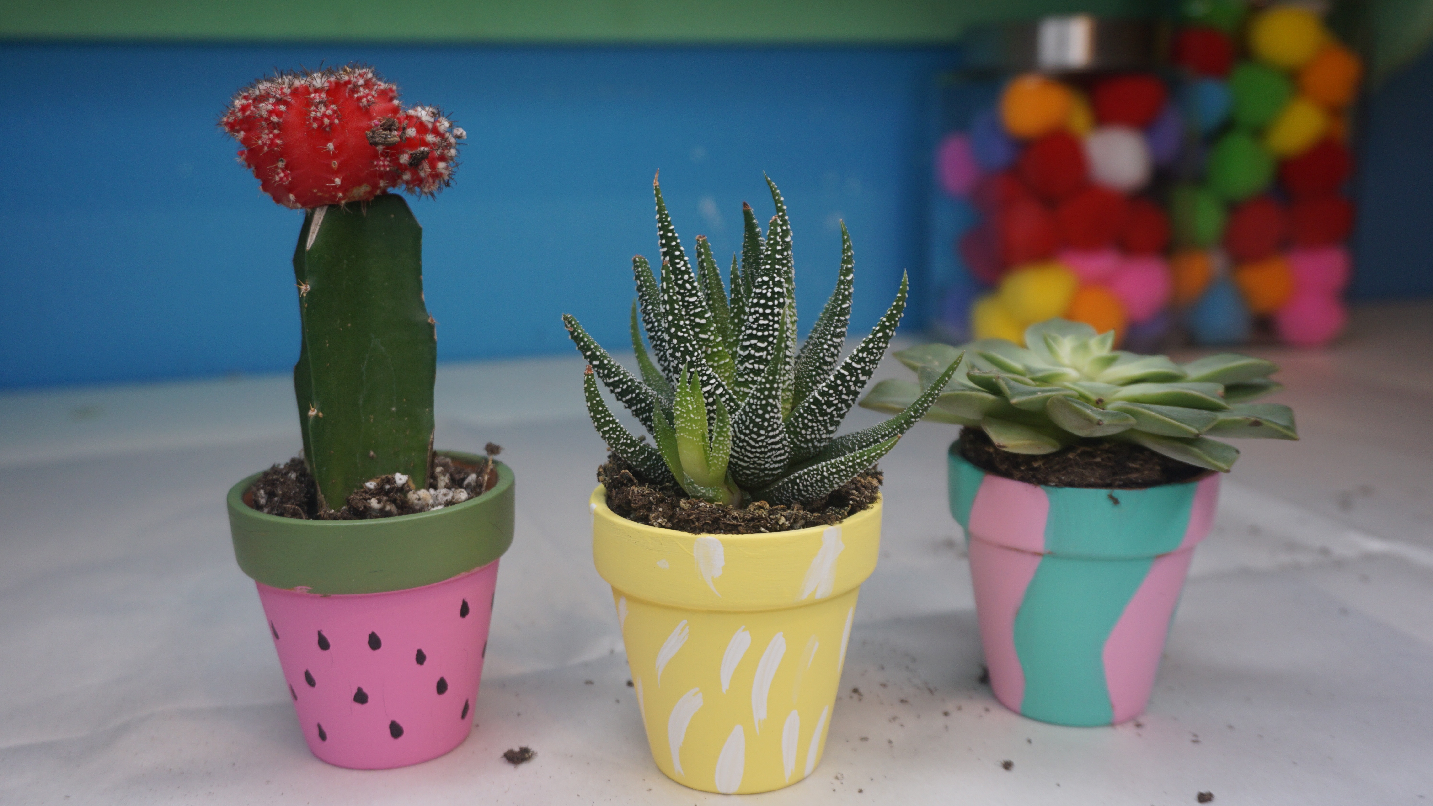 DIY Succulent Planters | DIY For Spring Under $5